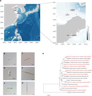 Comparative Analysis of Pseudo-nitzschia Chloroplast Genomes Revealed Extensive Inverted Region Variation and Pseudo-nitzschia Speciation